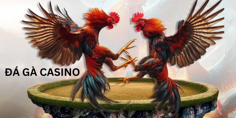 Bùng nổ với các trận đá gà casino đẳng cấp