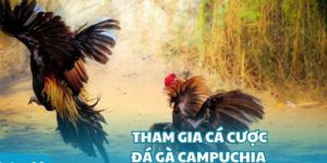 Đá Gà Campuchia: Chiến Kê Đỉnh Cao, Thắng Đậm Tiền Tỷ