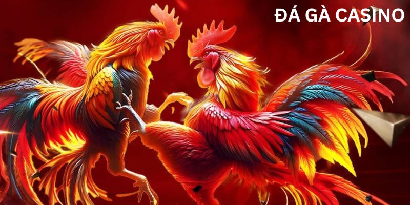 Đá gà casino: Thách thức cho các cao thủ