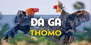 Đá Gà Thomo - Sàn Đấu Đẫm Máu Của Các Chiến Kê Siêu Thần