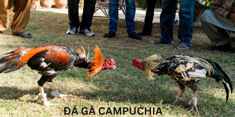 Làm sao để đặt cược hiệu quả trong đá gà Campuchia?